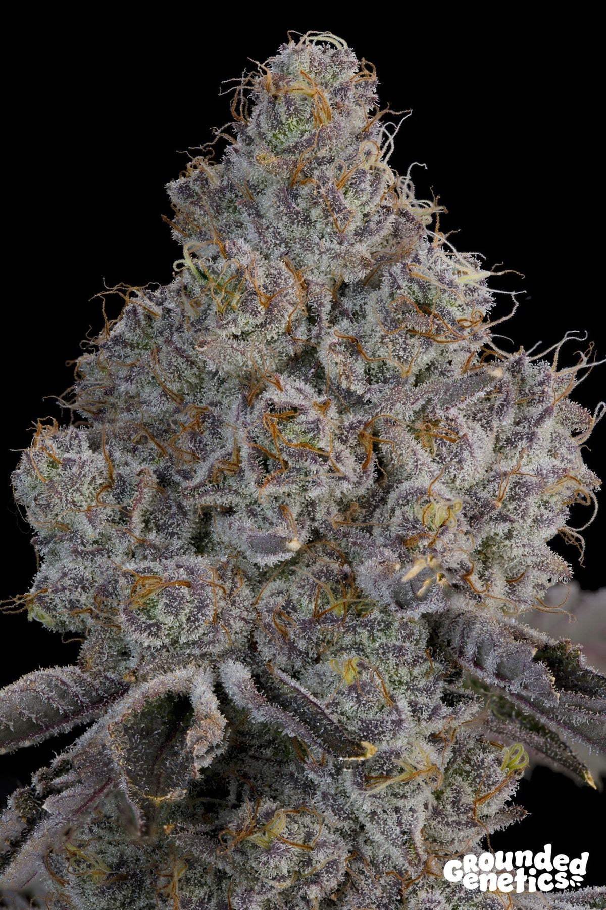 Grounded Genetics-Chrome Sherb
