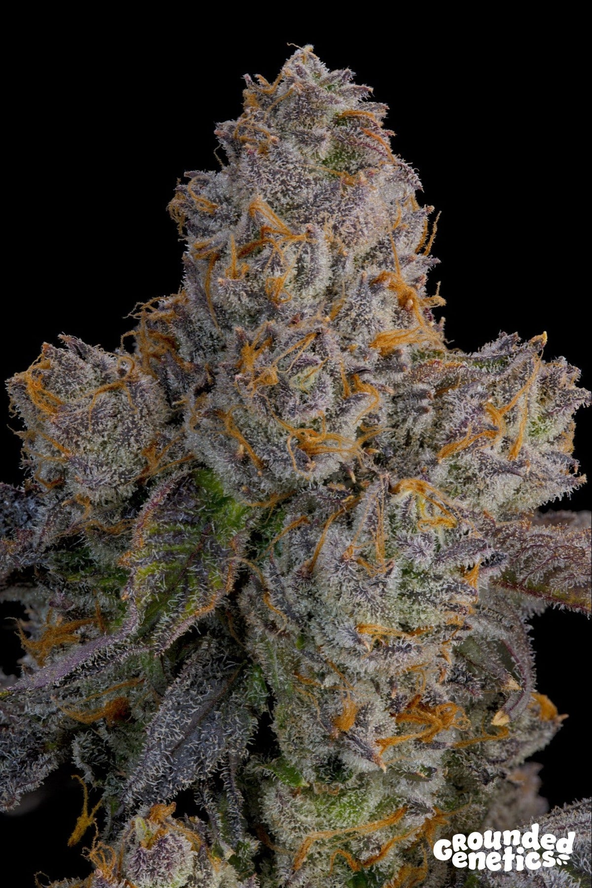 Grounded Genetics-Lime Zoda