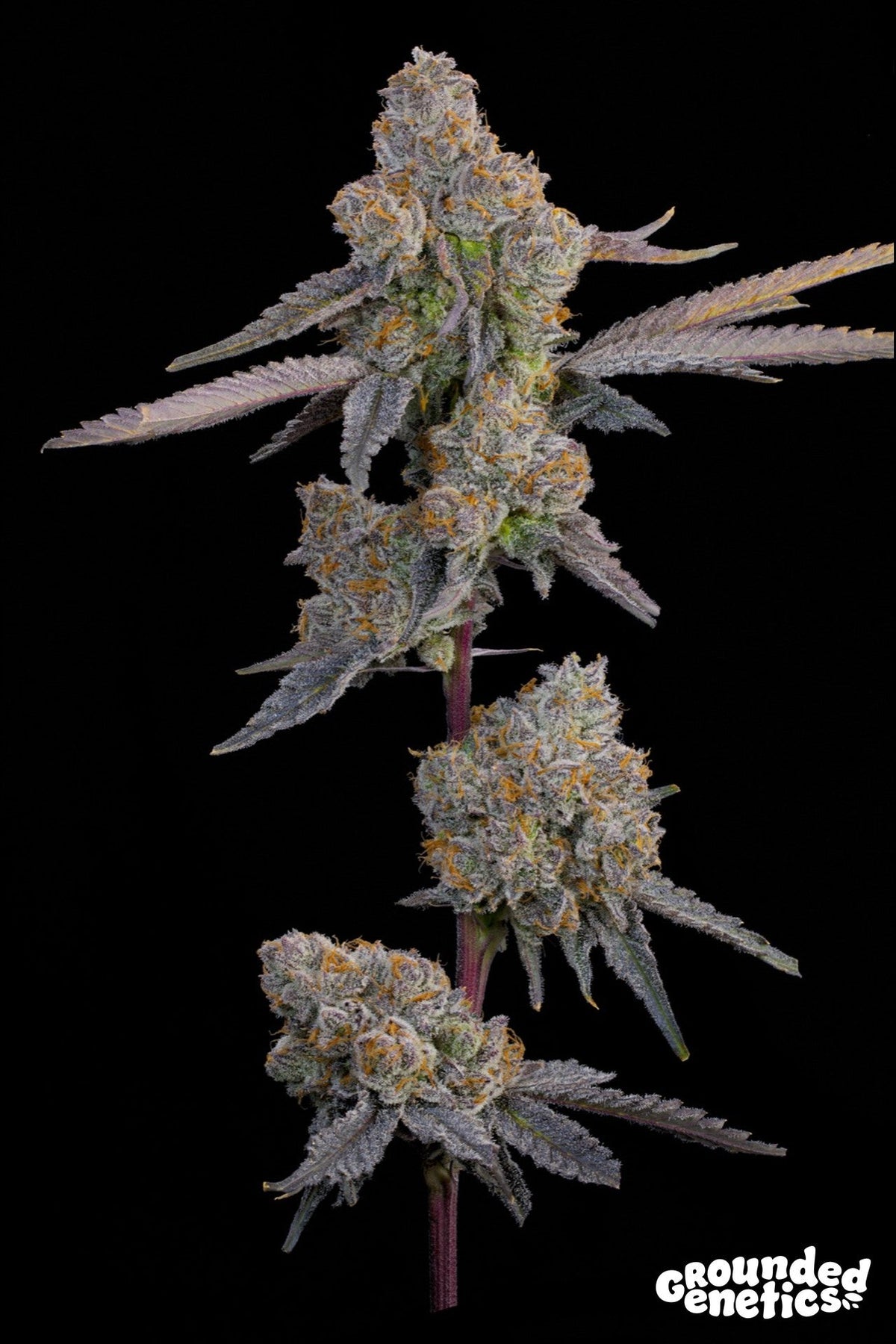 Grounded Genetics-Lime Zoda
