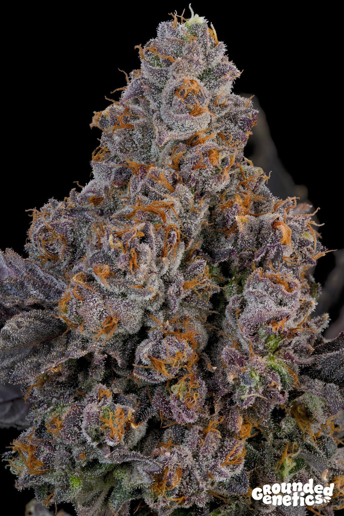 Grounded Genetics-Maracuya