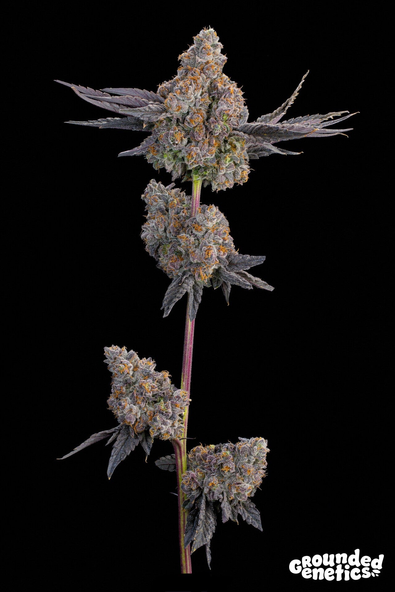 Grounded Genetics-Maracuya