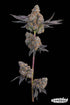 Grounded Genetics-Maracuya