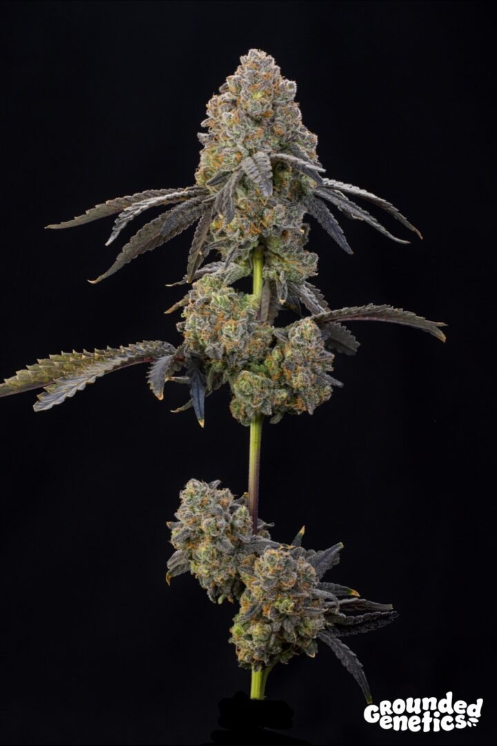 Grounded Genetics-Nigiri