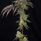 Grounded Genetics-OZ Guava