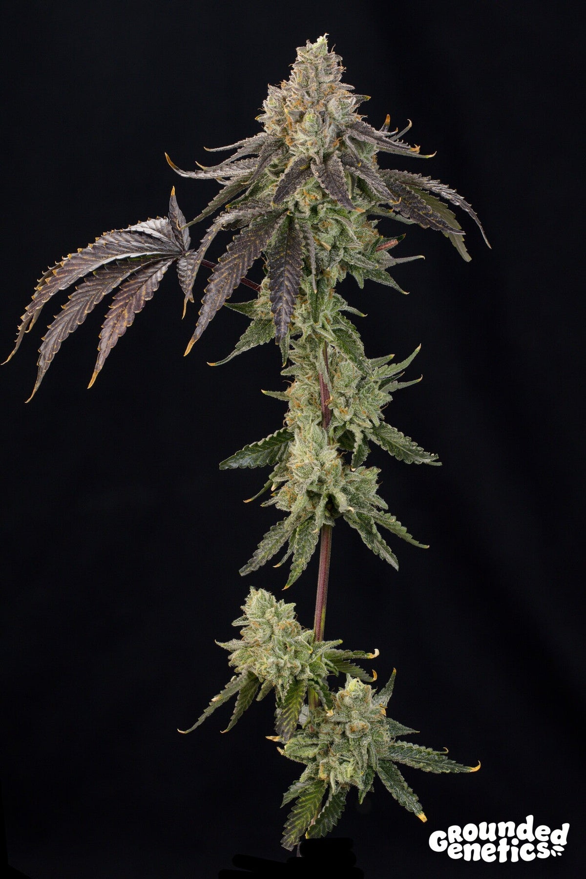 Grounded Genetics-OZ Guava