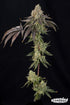 Grounded Genetics-OZ Guava