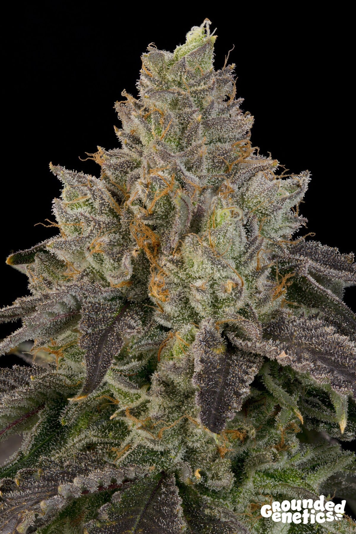 Grounded Genetics-OZ Guava