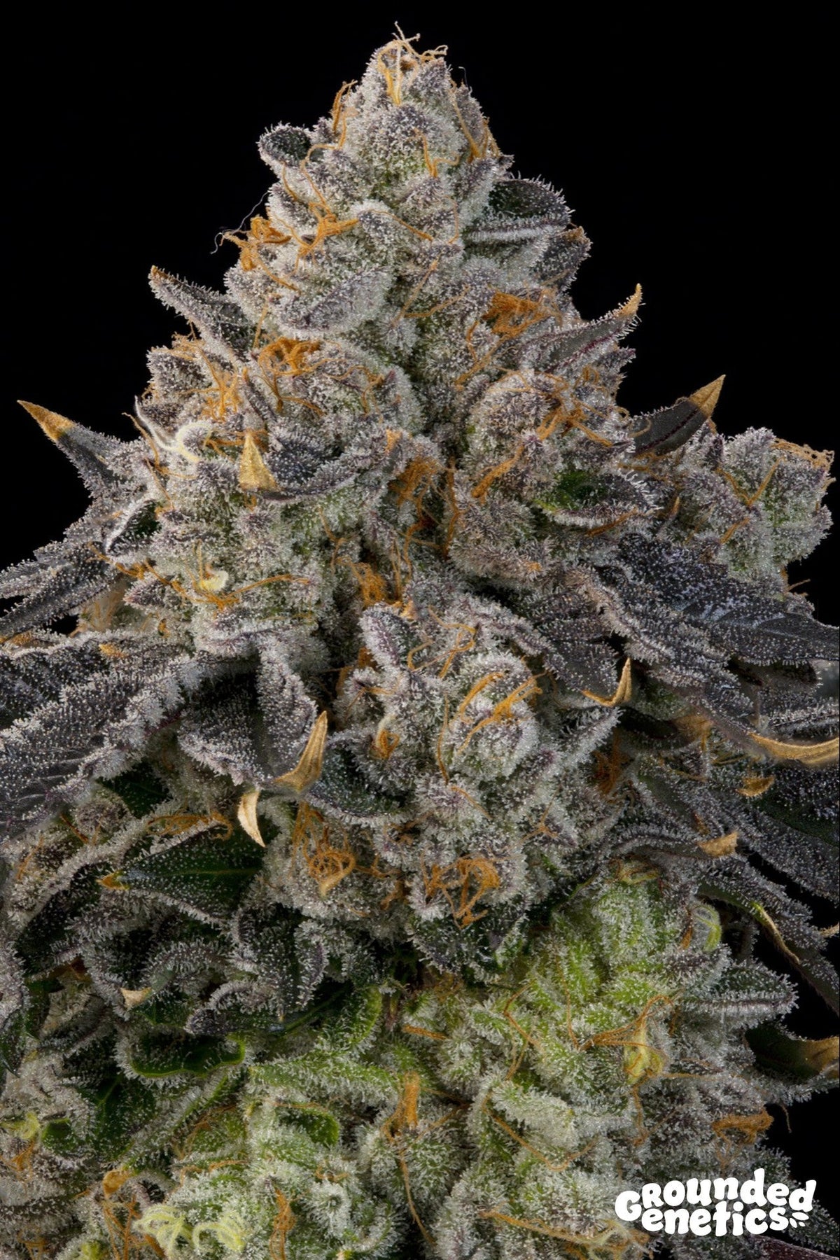 Grounded Genetics-Peach Gummies