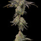Grounded Genetics-Peach Yuzu