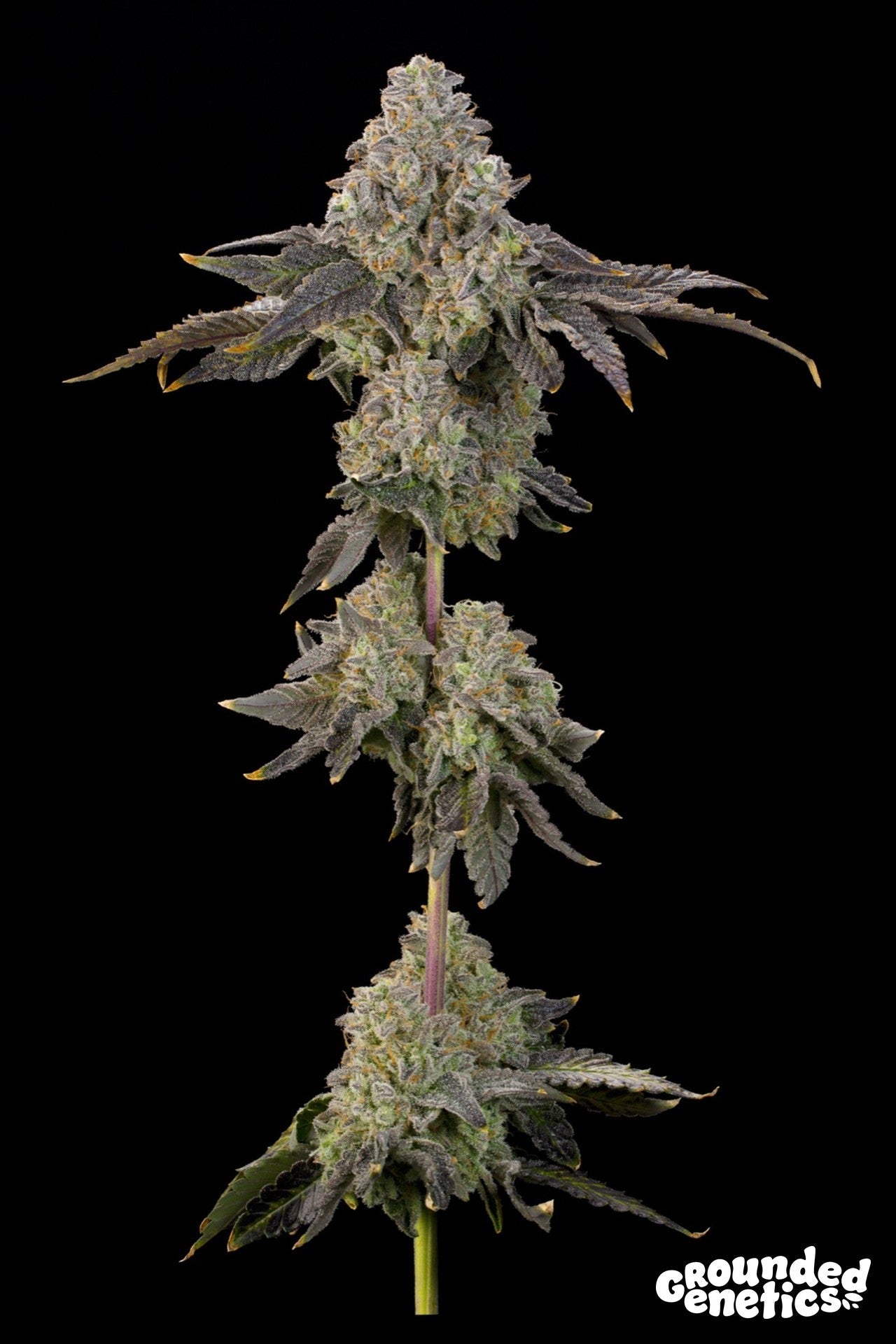 Grounded Genetics-Peach Yuzu