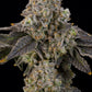Grounded Genetics-Peach Yuzu
