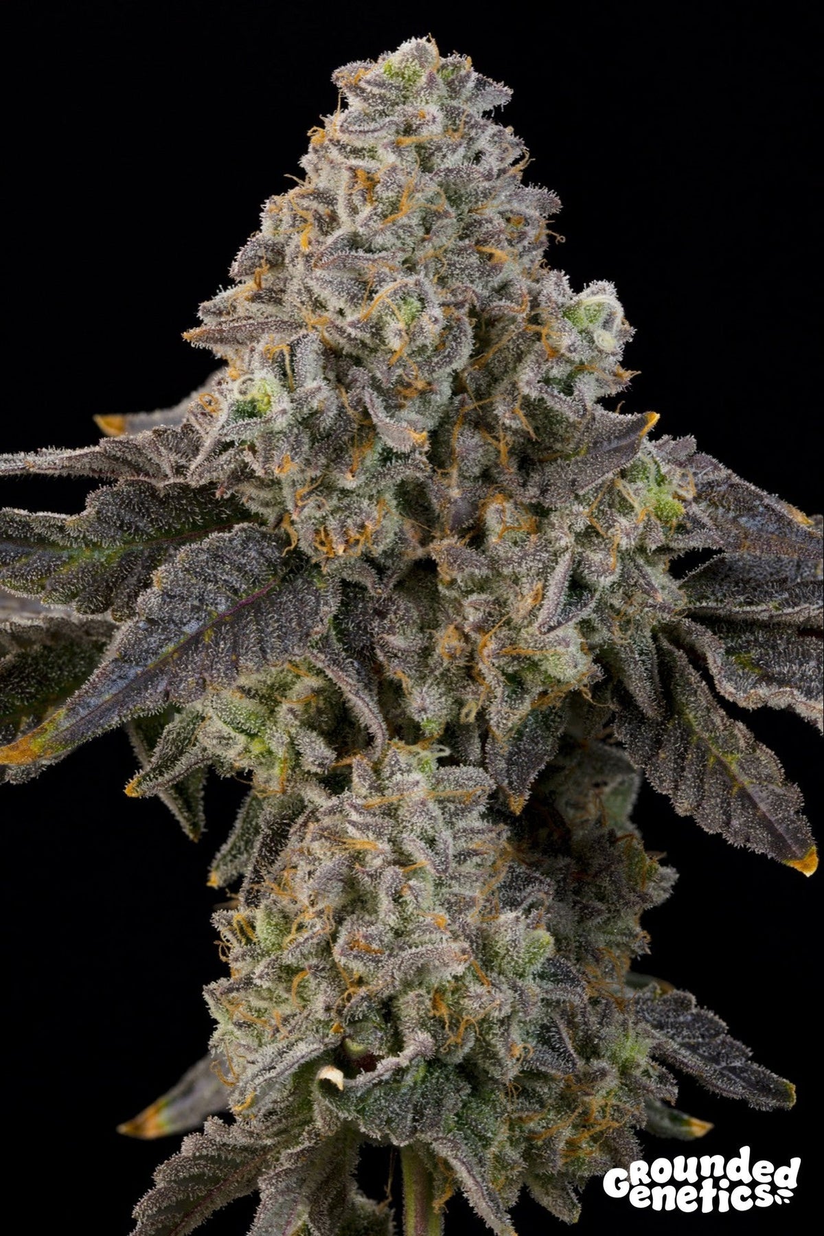 Grounded Genetics-Peach Yuzu