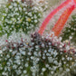 Grounded Genetics-Pink Honey