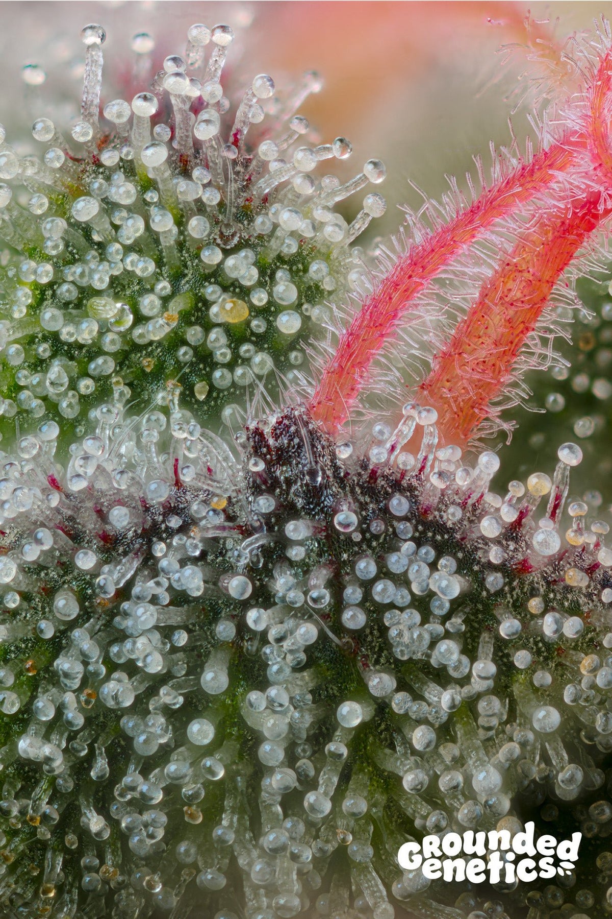 Grounded Genetics-Pink Honey