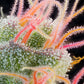 Grounded Genetics-Pink Honey