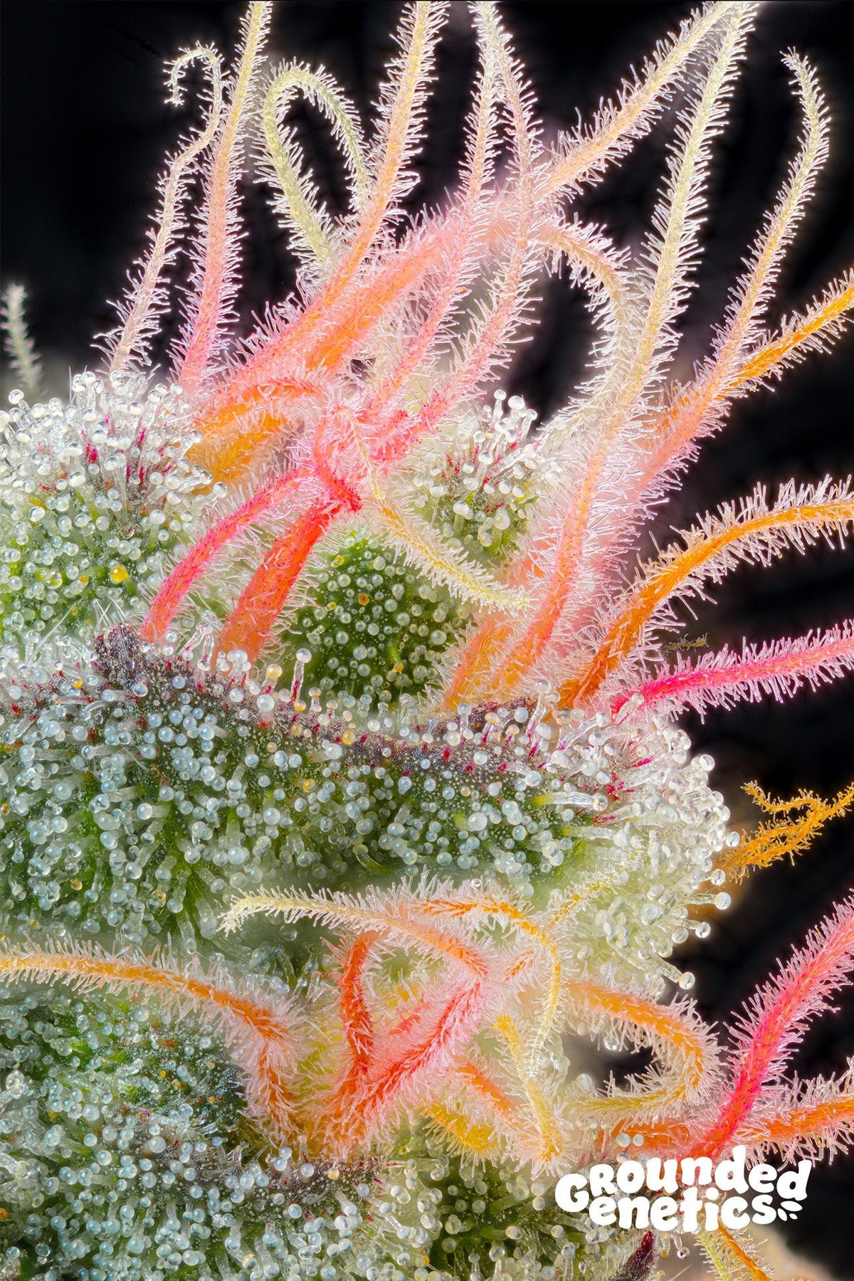 Grounded Genetics-Pink Honey
