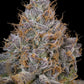 Grounded Genetics-Pink Plumz