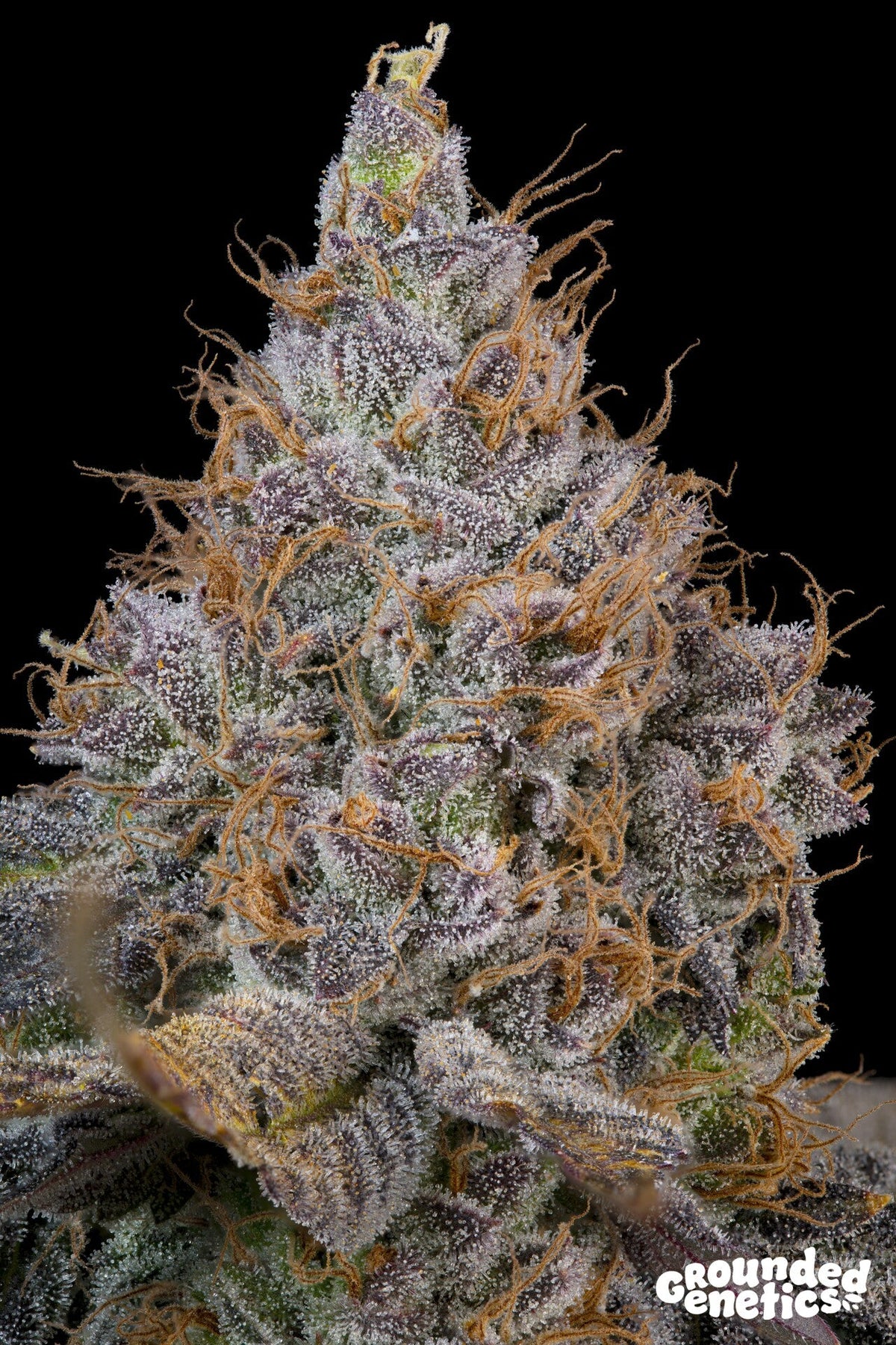 Grounded Genetics-Pink Plumz