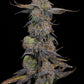 Grounded Genetics-Pink Plumz