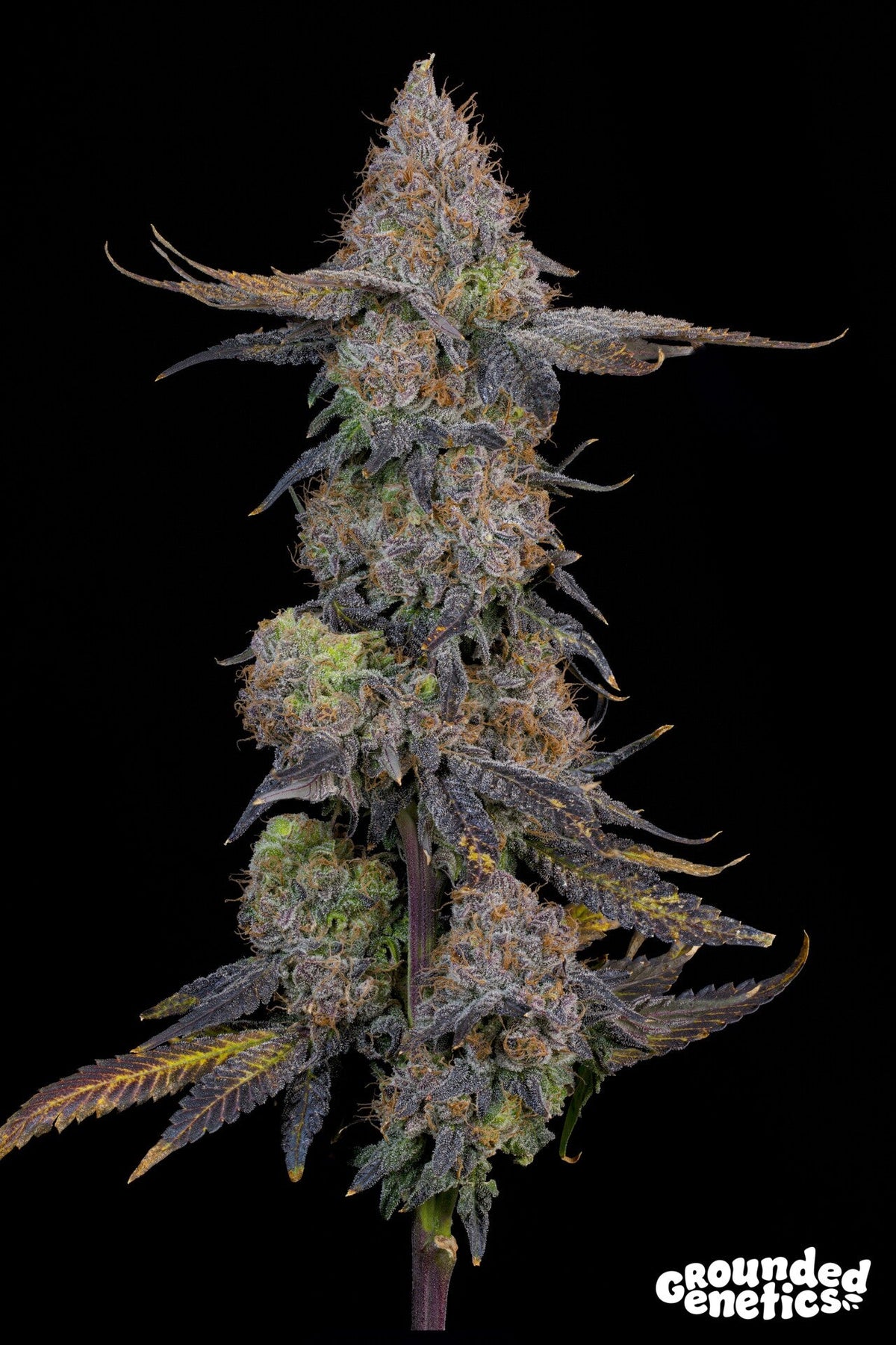 Grounded Genetics-Pink Plumz