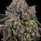Grounded Genetics-Sour Peachez