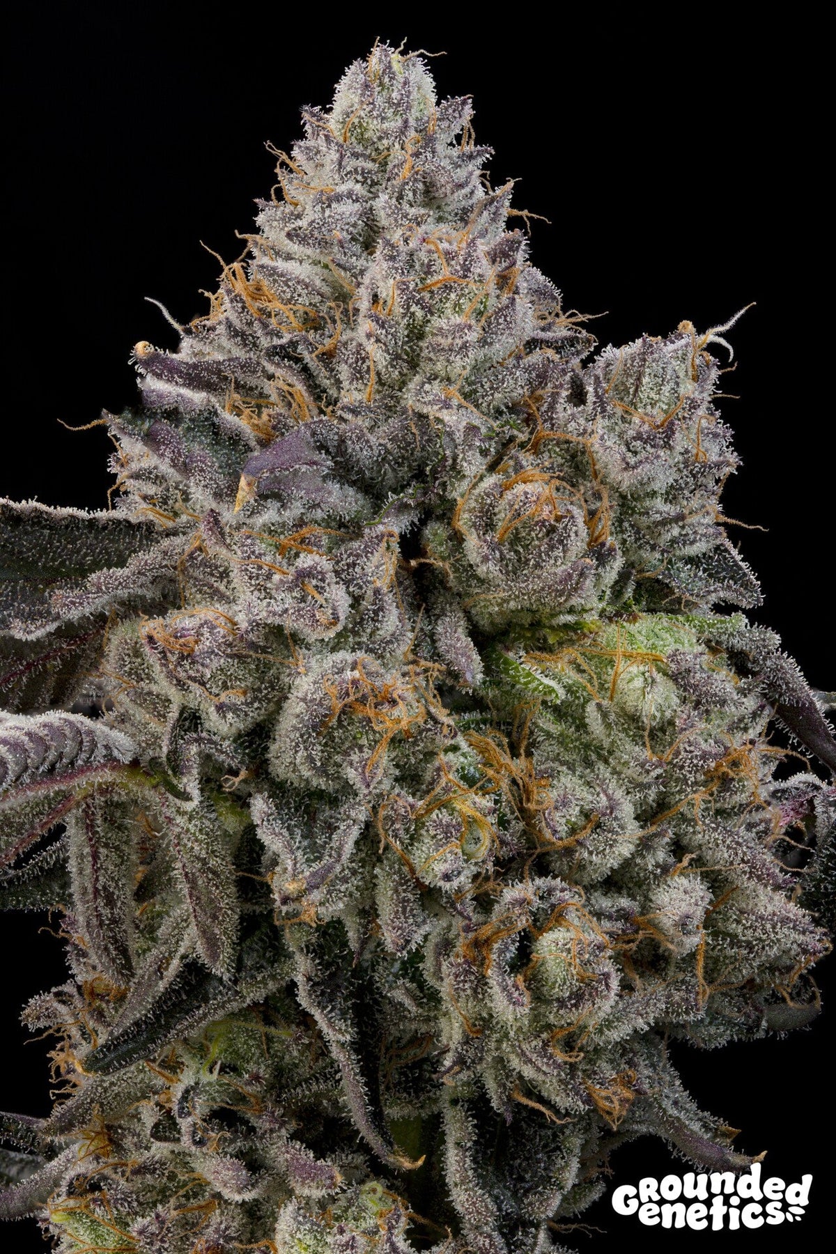 Grounded Genetics-Sour Peachez