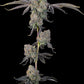 Grounded Genetics-Sour Peachez
