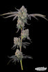 Grounded Genetics-Sour Peachez