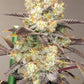 Grounded Genetics-Vitamin Z