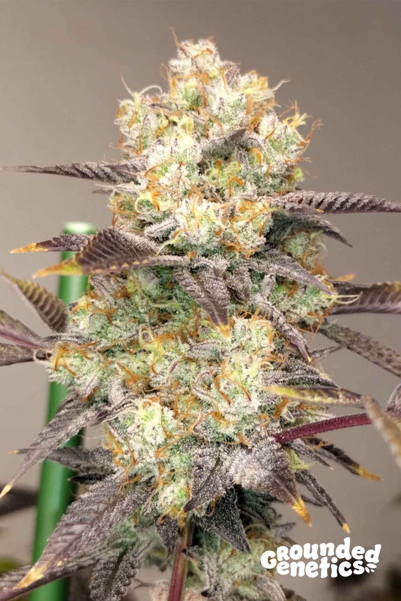 Grounded Genetics-Vitamin Z