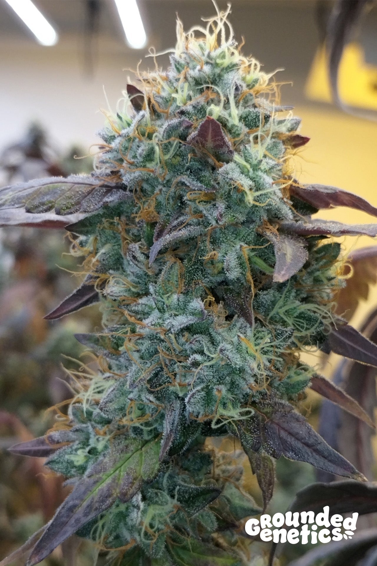 Grounded Genetics-Vitamin Z