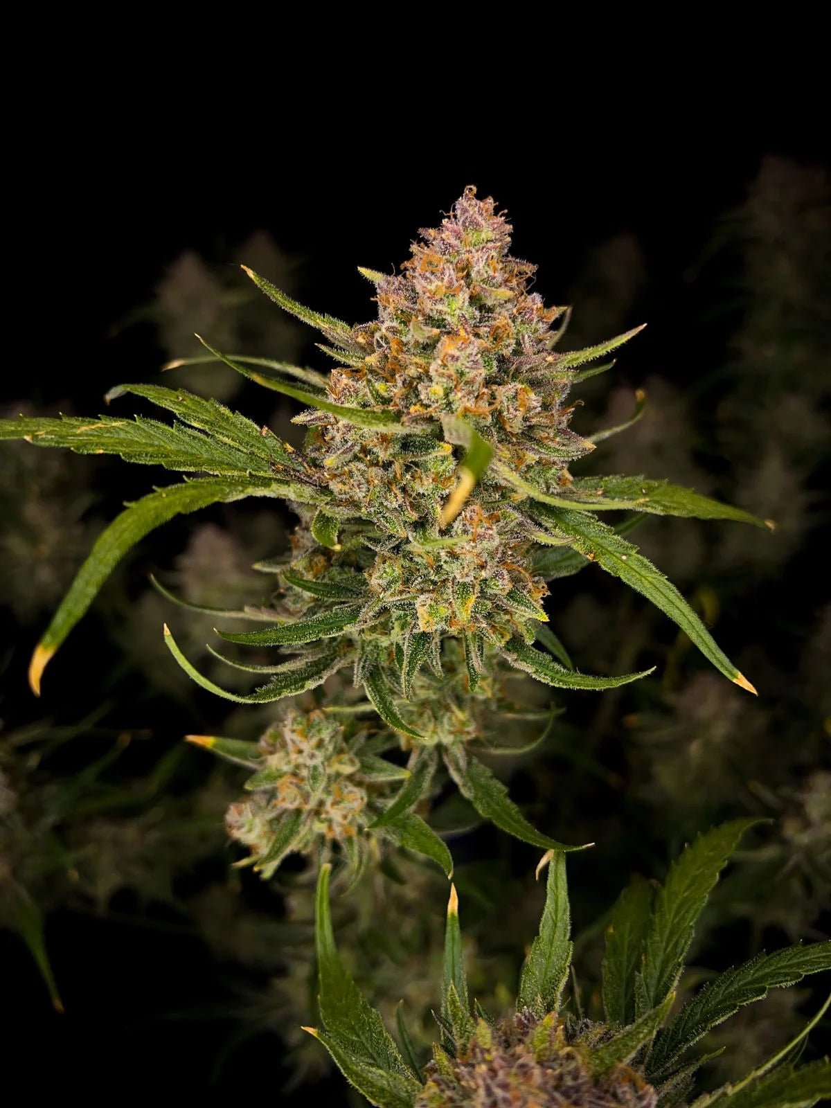 Guava Auto™ - Cannaseuse - Curated Genetics - 42 Fast Buds