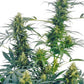 Sensi Seeds-Guerrilla's Gusto