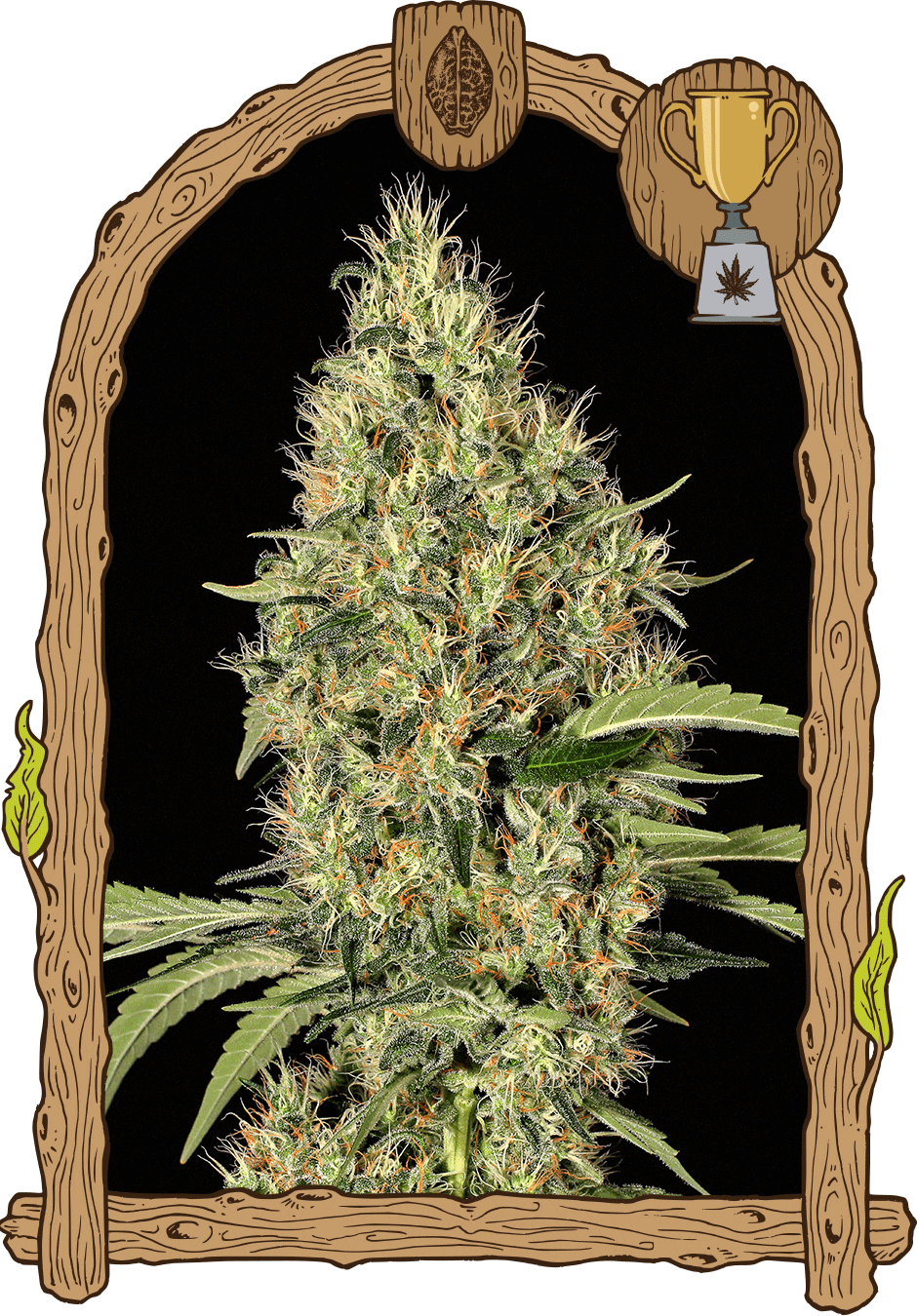 Exotic Seed-Gypsy Widow