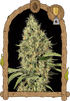 Exotic Seed-Gypsy Widow