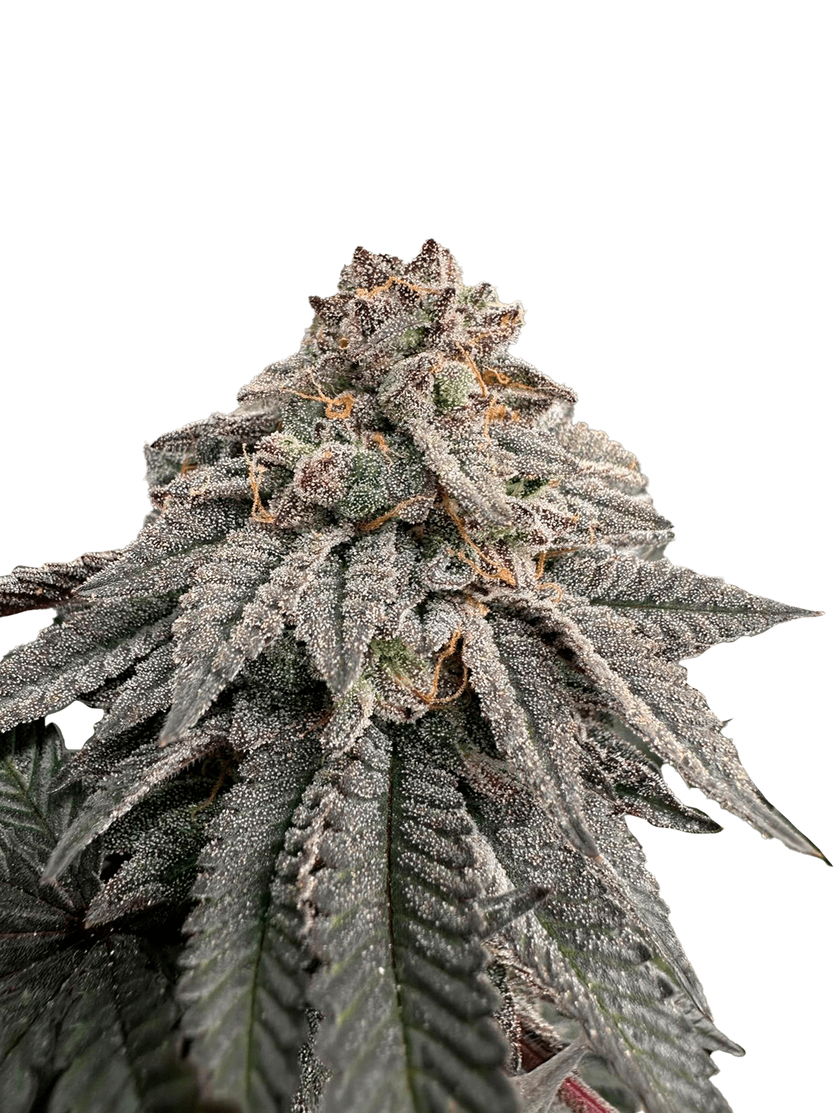 Grateful Seeds-Hash Belt