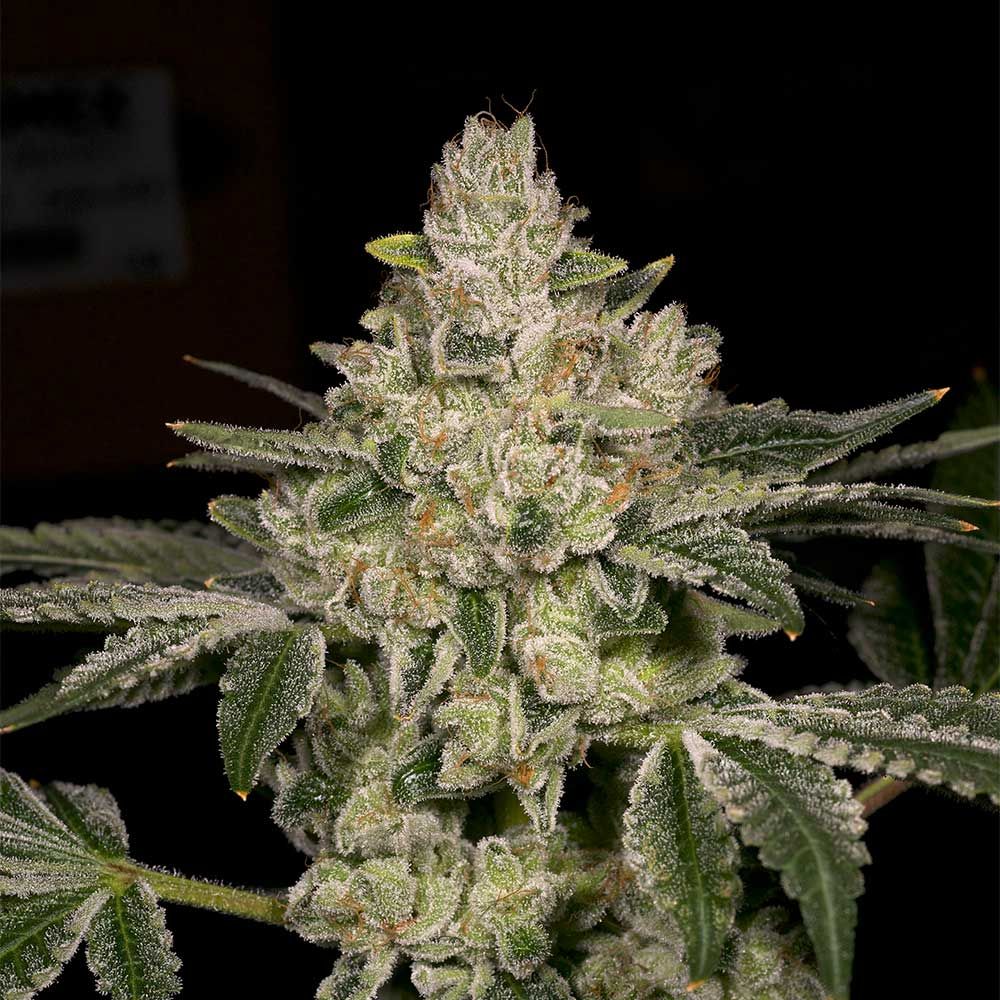 Archive Seed Bank-Hash Blast