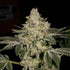 Archive Seed Bank-Hash Blast