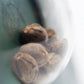 Sensi Seeds-Hash Plant