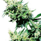 Sensi Seeds-Hash Plant