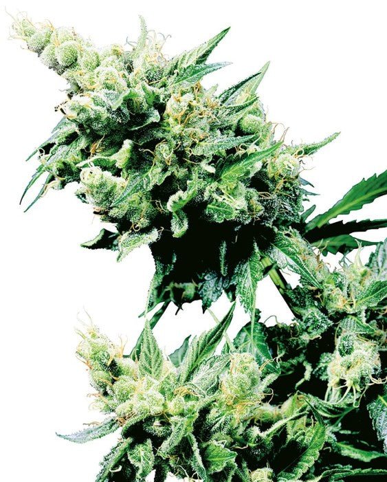Hash Plant