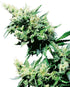 Sensi Seeds-Hash Plant