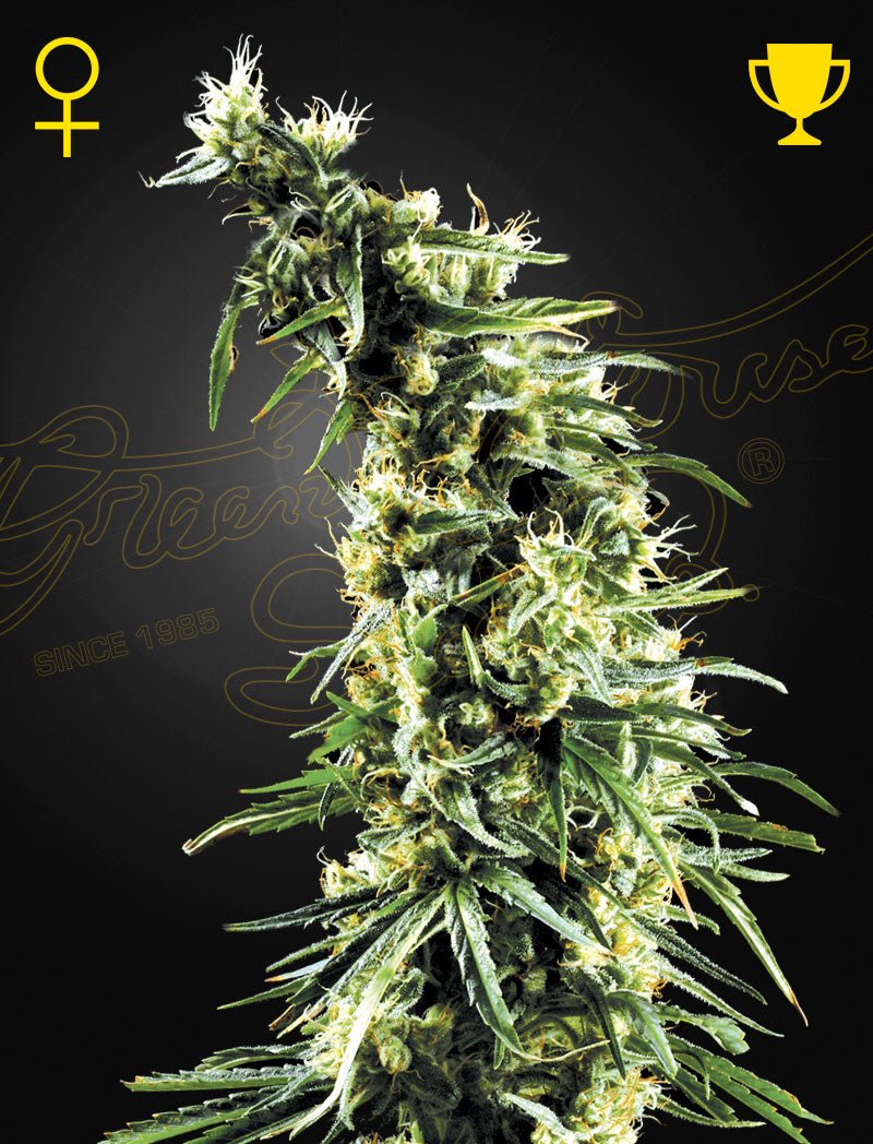 Green House Seeds-Hawaiian Snow