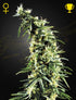 Green House Seeds-Hawaiian Snow