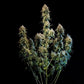 Haze Berry Auto - Cannaseuse - Curated Genetics - Royal Queen Seeds