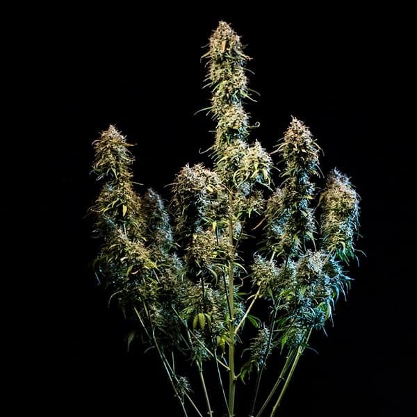 Haze Berry Auto - Cannaseuse - Curated Genetics - Royal Queen Seeds