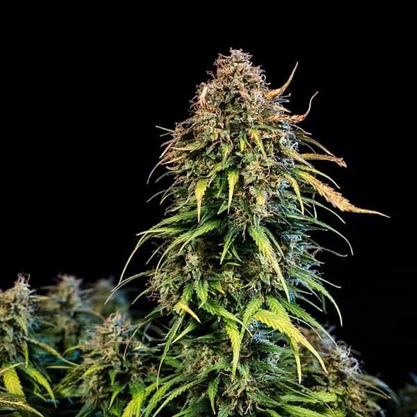 Haze Berry Auto - Cannaseuse - Curated Genetics - Royal Queen Seeds