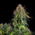 Haze Berry Auto - Cannaseuse - Curated Genetics - Royal Queen Seeds