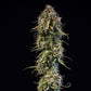 Haze Berry Auto - Cannaseuse - Curated Genetics - Royal Queen Seeds