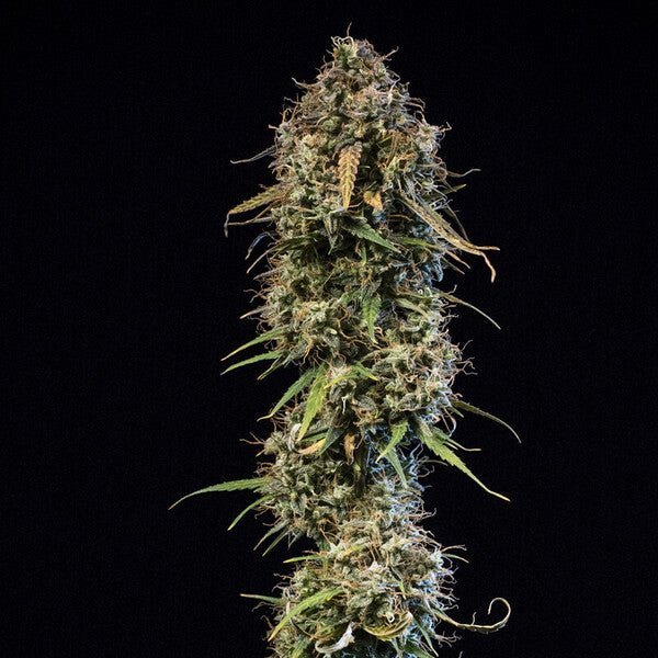 Haze Berry Auto - Cannaseuse - Curated Genetics - Royal Queen Seeds